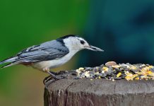Feeder birds: Introducing the ‘social climbers’ nuthatch