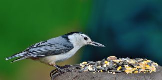 nuthatch