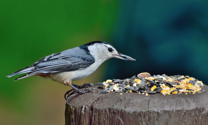 nuthatch nuthatch