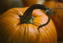 Memories of Halloweens past pumpkin