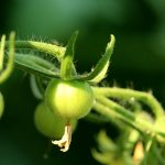 Preserving our garden’s last stand green tomato