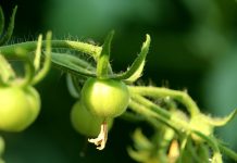 Preserving our garden’s last stand green tomato