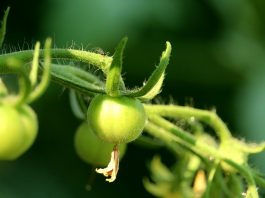 green tomato