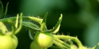 Preserving our garden’s last stand green tomato