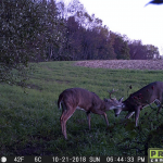 Field dressing: Be prepared when you kill a deer Deer camera