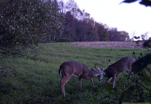 Field dressing: Be prepared when you kill a deer Deer camera