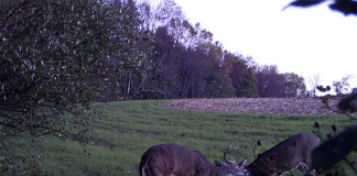 Field dressing: Be prepared when you kill a deer Deer camera