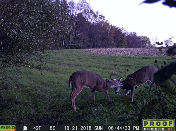 Deer camera
