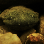 Pain and order: Raising a hellbender Hellbender