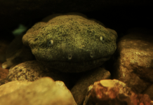 Pain and order: Raising a hellbender Hellbender