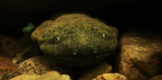 Hellbender