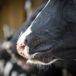 Ten $3,000 scholarships available to dairy students cow noses
