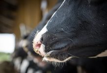 Surviving the dairy farm crisis cow noses