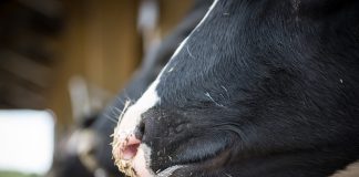 Surviving the dairy farm crisis cow noses