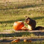 How to give pumpkins a second life squirrel eating pumpkin