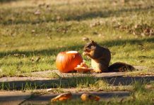How to recycle your decorative pumpkins squirrel eating pumpkin
