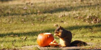 squirrel eating pumpkin
