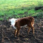 Farmer’s calf apparently shot with a broadhead