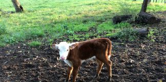 Farmer’s calf apparently shot with a broadhead