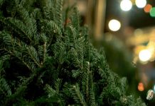 Ditch your fake tree this Christmas