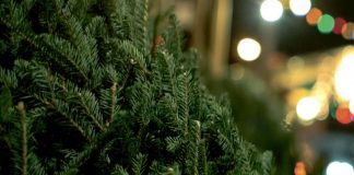 Ditch your fake tree this Christmas