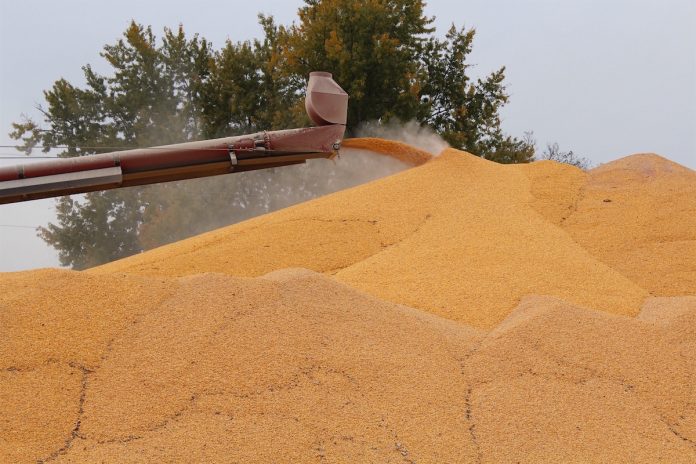 corn pile storage outdoor corn storage