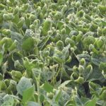soybeans showing dicamba damage