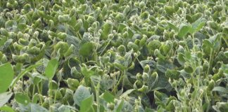 Weed expert: EPA’s new dicamba label doesn’t do enough soybeans showing dicamba damage