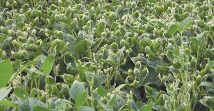 dicamba-damage soybeans showing dicamba damage