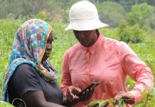 Penn State team gets $100,000 grant for satellite crop surveillance gates-foundation-penn-state