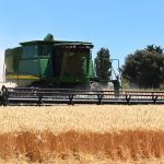 Pleasant surprises as the harvest progresses wheat harvest