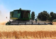 Wheat yield tops 200 bu./acre wheat harvest