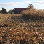 corn field partially harvested