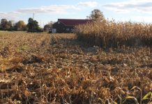 Uncertainty defines the grain markets corn field partially harvested