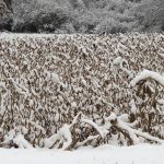 snow-on-soybeans