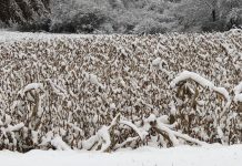 Harvest weather is gone, crops aren’t snow-on-soybeans