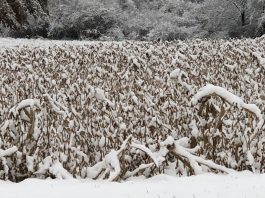 snow-on-soybeans