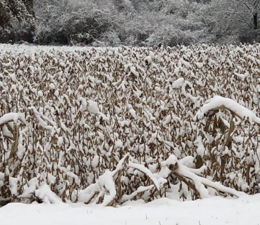 snow-on-soybeans