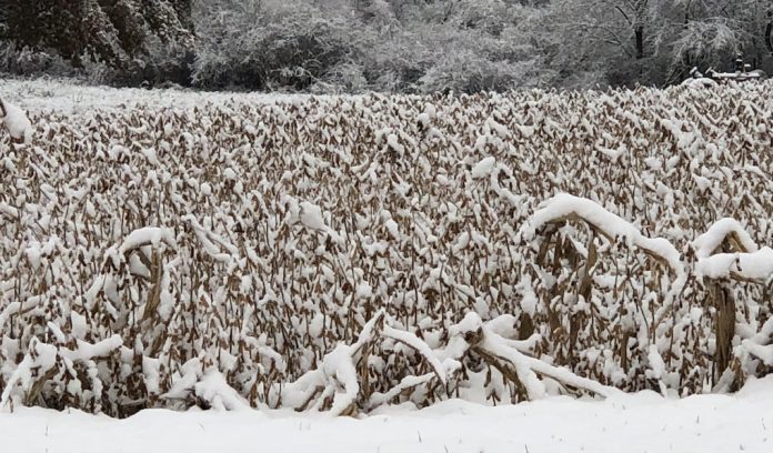 snow-on-soybeans