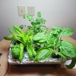 Grow your own veggies even without access to a garden hydroponics garden