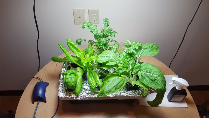 hydroponics garden