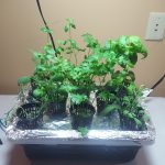 How to grow a tabletop hydroponics herb garden hydroponics garden