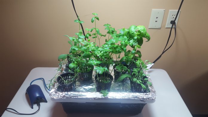 hydroponics garden