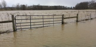 flooded field
