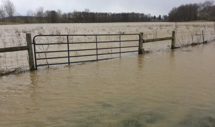 flooded field
