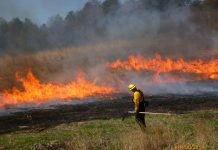 Controlled burns for wildlife yield benefits controlled burns