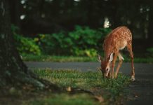 Deer smarts: Intelligence or instinct? deer