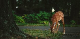 Deer smarts: Intelligence or instinct? deer