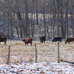 Get your cattle ready for winter before the snow flies