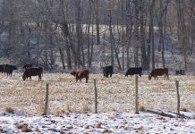 Keep livestock protected in extreme cold